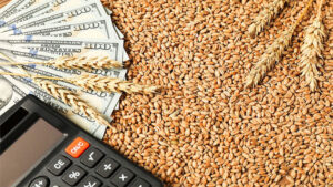 ‘America First’ Policy! BNP Government to Buy Wheat at a Cost of 2.37 Billion Taka to Appease the United States**