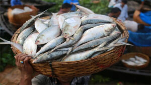 Hilsa Slips Far Beyond Middle-Class Reach Even in Chandpur, With Roe Selling for 6,000 Taka a Kilogram