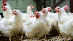 Jessore faces 14-hour daily power outages, killing thousands of chickens on farms