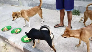 Jubo Dal leaders and activists beat a young woman feeding stray dogs in Banasree