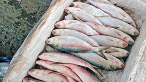 Bangladeshi markets flooded with Indian hilsa, hilsa costing Tk 190 is being sold for Tk 1,800!