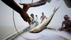 Mother Hilsa Fishing Spree in Manpura Continues Under Political Influence Despite Ban